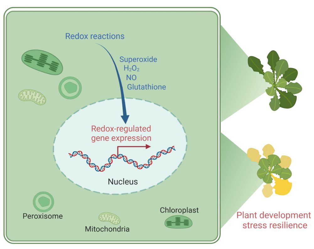 The central role of redox status in modulating plant function. Oxidants and reductants produced in different compartments can transmit developmental and environmental signalling that leads to changes at multiple levels, ultimately modulating gene expression to drive plant responses to a fluctuating and frequently challenging environment. Among the panoply of redox factors existing in the cell, superoxide, hydrogen peroxide, nitric oxide, and glutathione are some of those given consideration in this issue.