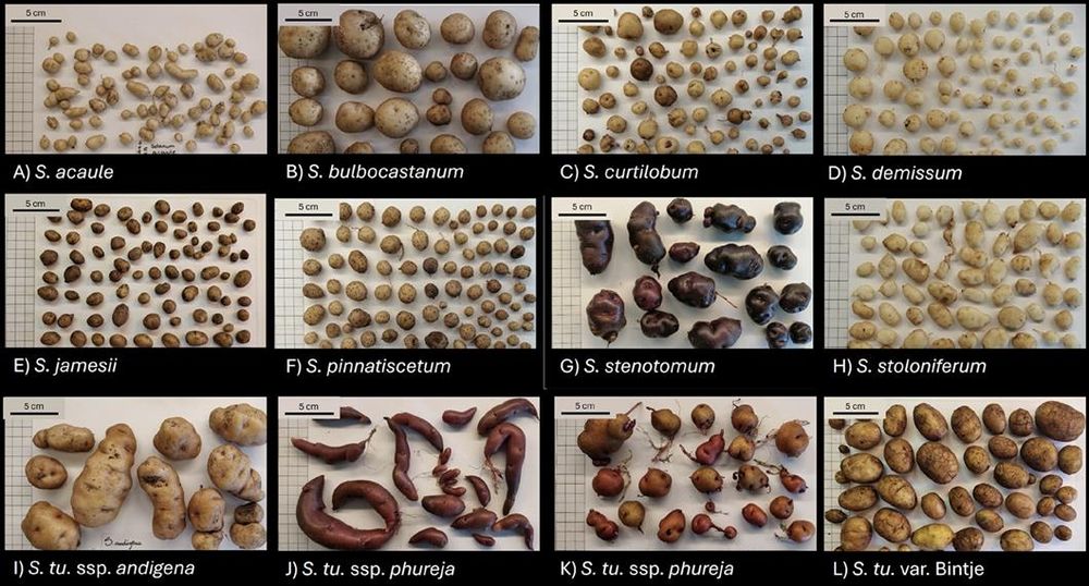 Tuber size and morphology of the selected WTB Solanum species. Tubers grown under SD conditions. Indicative photos taken during the morphological characterization of the tubers.