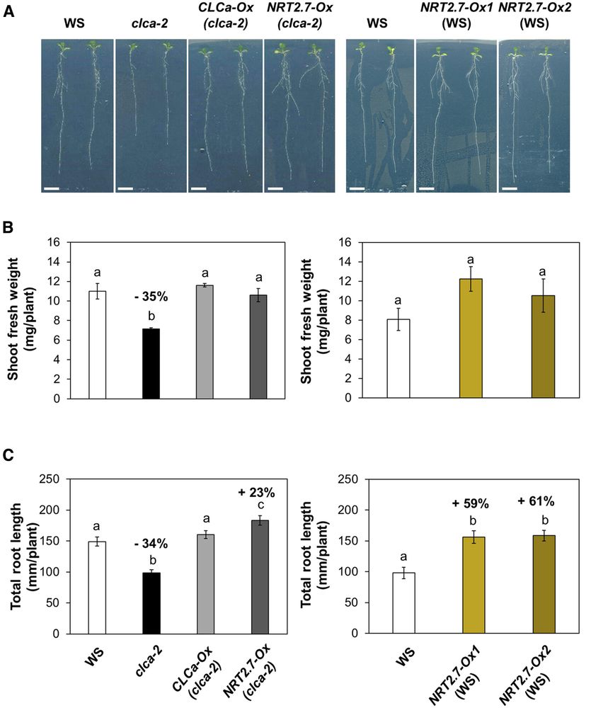 Fig. 1 (shortened, full legend in paper): Growth effect of NRT2.7 overexpression in clca-2 and wild-type backgrounds. (A) Pictures of the wild type (WS), clca-2, the complemented line [CLCa-Ox (clca-2)], and NRT2.7-overexpressing line in clca-2 [NRT2.7-Ox (clca-2)] on the left side, and WS and the two NRT2.7-overexpressing lines, NRT2.7-Ox1 (WS) and NRT2.7-Ox2 (WS), on the right side. Plants were grown on 2 mM nitrate for 12 d (scale bars=1 cm). Shoot FW (B) and total root length (C) were measured on the wild type (WS), clca-2, CLCa-Ox (clca-2), and NRT2.7-Ox (clca-2) (left side of the panel) or WS, NRT2.7-Ox1 (WS), and NRT2.7-Ox2 (WS) (right side of the panel). The number of samples was 4–5 for shoot FW (one sample=a pool of 3–4 plants) and n=15–17 for total root length on individual plants. One representative experiment out of three is shown. The numbers above the bars shows the percentage increase or decrease compared with WS. 