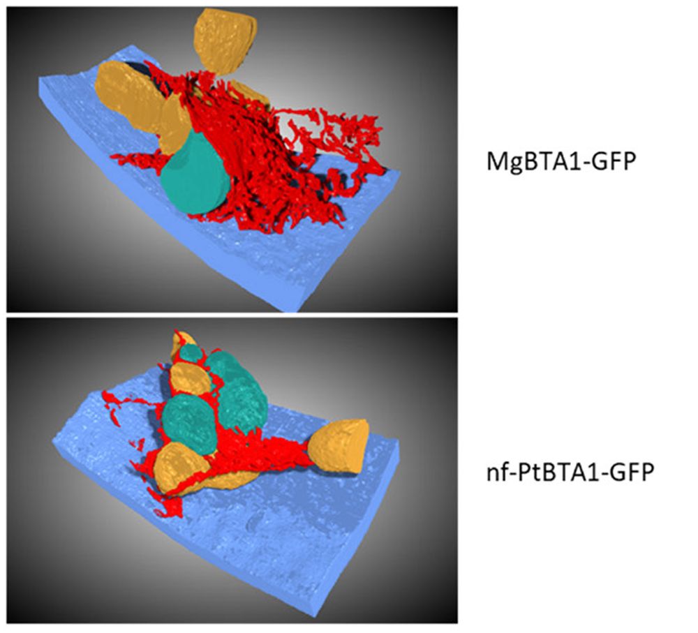 Impact of BTA1 proteins transient expression on Nicotiana benthamiana leaf cell architecture. Representative 3D architecture of the cell.