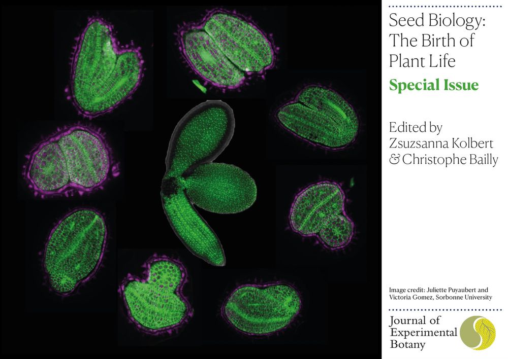 Front cover of a special issue of the Journal of Experimental Botany titled "Seed Biology: The Birth of Plant Life". The issue is edited by Zsuzsanna Kolbert and Christophe Bailly. The image shows germinating seeds (credit: Juliette Puyaubert & Victoria Gomez, Sorbonne University).