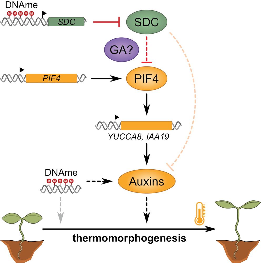 Fig. 7.Proposed model for the role of DNA methylation (DNAme) in the regulation of hypocotyl elongation during thermomorphogenesis in Arabidopsis. DNAme represses expression of SDC to prevent degradation of PIF4, probably by promoting GA-mediated inhibition of DELLA, thereby enhancing warm-induced auxin biosynthesis and hypocotyl growth. In addition, repression of SDC affects other aspects of auxin metabolism in a PIF4-independent manner (dashed orange line). Besides SDC repression, DNAme might also influence additional regulatory pathways to promote temperature-induced hypocotyl growth (dashed gray and black lines).