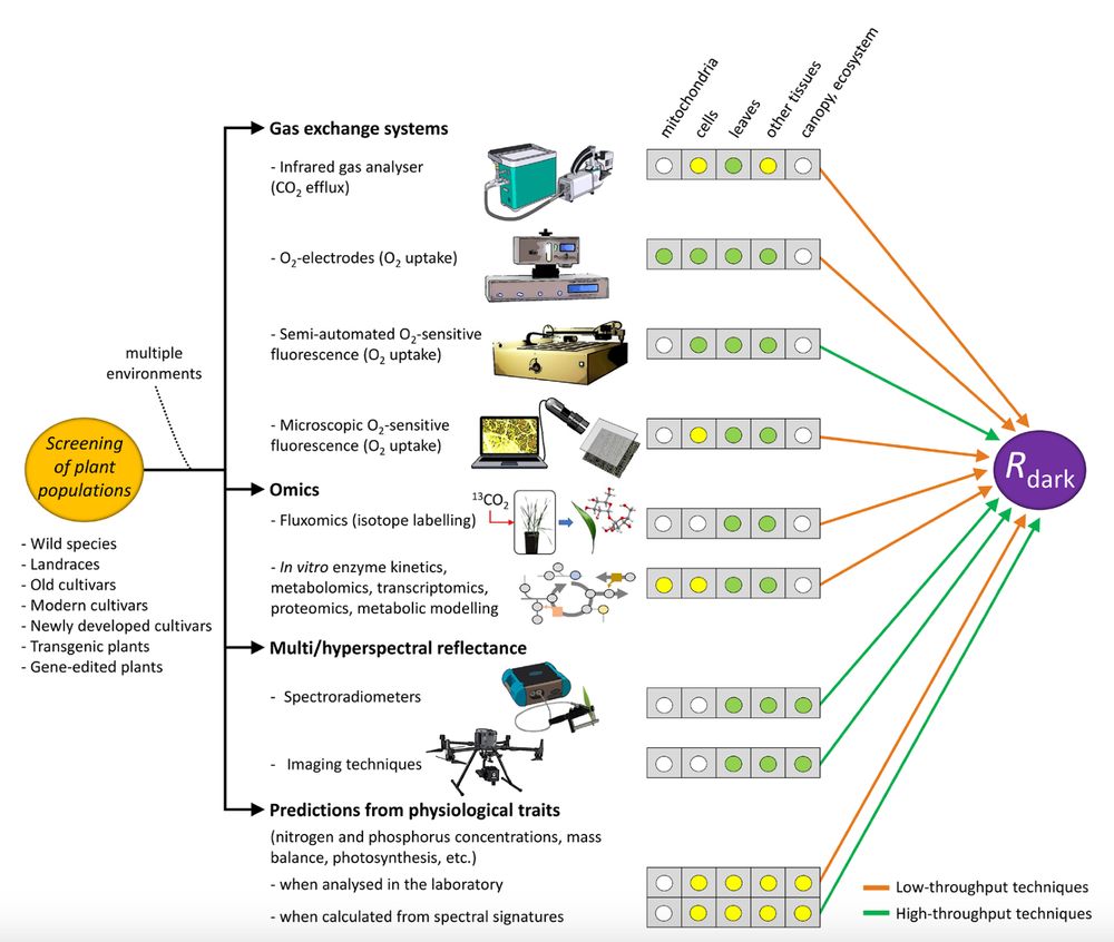 The most common approaches to estimate dark respiration (Rdark) in plants.