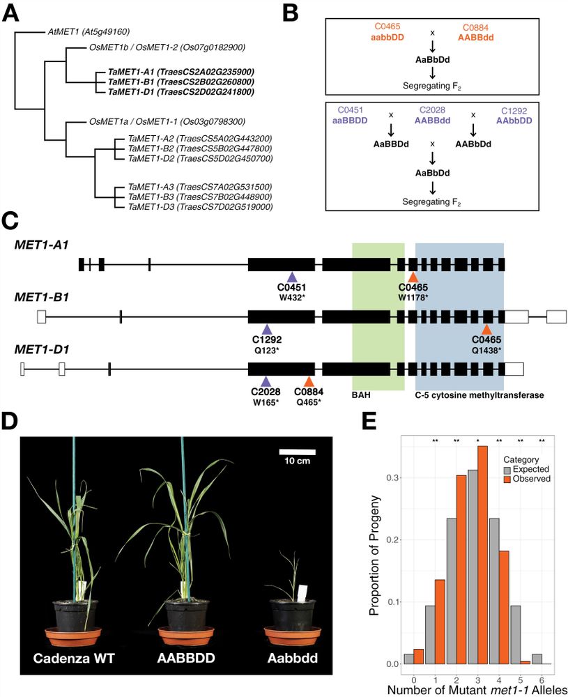 Fig. 1. (short legend see paper for full description): Null met1-1 mutants cannot be produced by crossing TILLING lines with disruptions in the three MET1-1 homoeologues. (A) Evolutionary relationships between MET1 homologues in Arabidopsis (AtMET1), rice (OsMET1a and OsMET1b), and wheat (homoeologue groups TaMET1-1, TaMET1-2, and TaMET1-3). (B) Crossing schematic showing the generation of the hexaploid MET1-1 populations: the C0465×C0884 population (top) and the C0451×C2028×C1292 population (bottom). (C) Structure of the three MET1-1 homoeologues. Filled rectangles represent exons, open rectangles represent untranslated regions, and lines represent introns. Triangles indicate the positions of the premature termination codon mutations in the TILLING lines used to produce the two hexaploid F2 populations (C0465×C0884, orange; C0451×C2028×C1292, purple). The green box signifies the Bromo adjacent homology domain (BAH) and the blue box signifies the C-5 cytosine methyltransferase domain.
