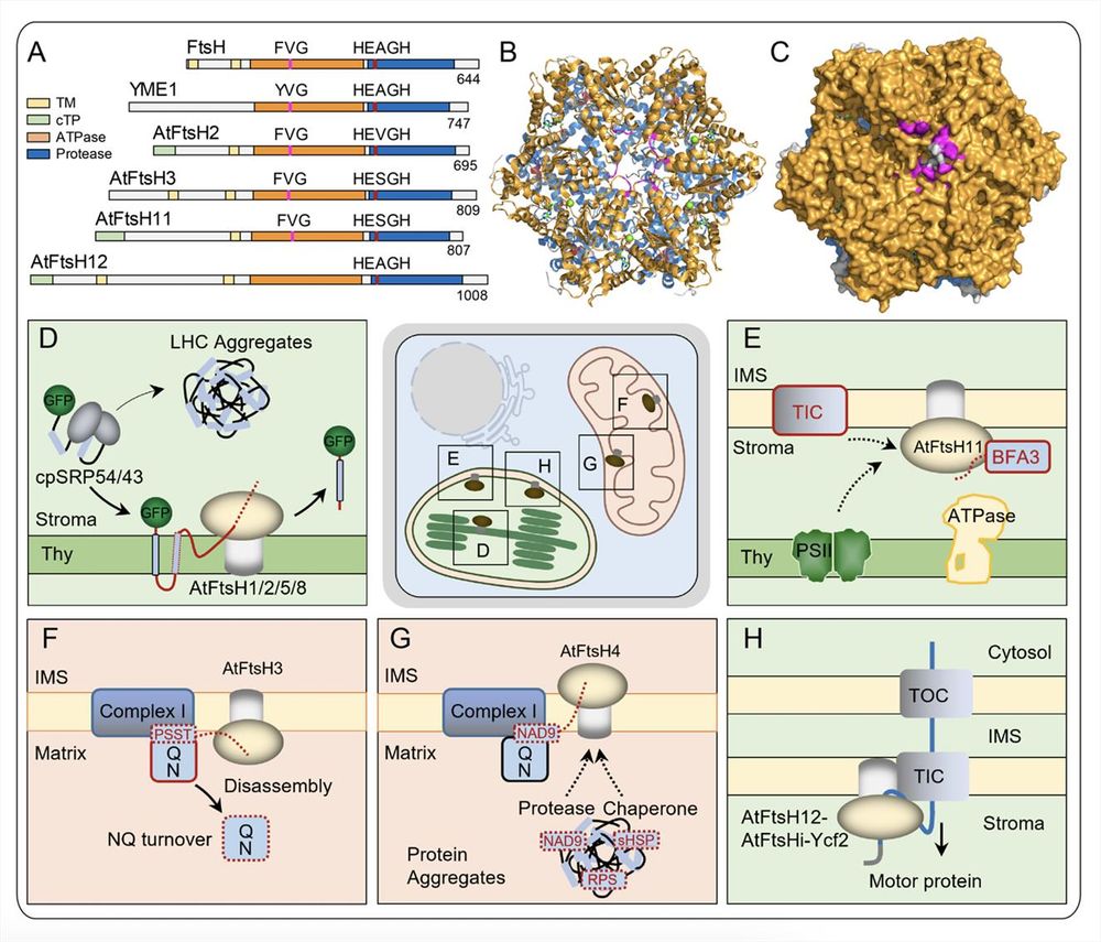 Box 1. Key developments in understanding FtsH functions for organelle protein homeostasis in Arabidopsis The schematic illustration shows the primary and 3D structure of FtsH (A–C) and highlights recent advances in understanding the roles of plant FtsHs localized in chloroplasts (D, E, and H) and mitochondria (F and G). 
See paper for full description of Box 1. 