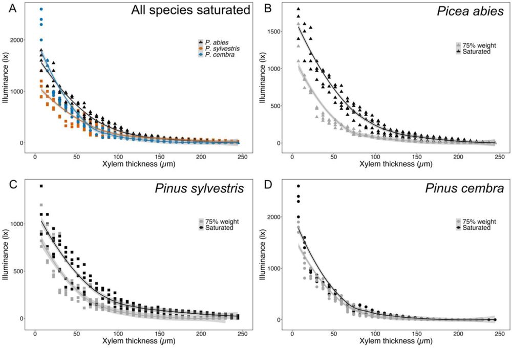Fig. 3.Illuminance measured through different xylem thicknesses. (A) Illuminance (lux) was measured through different xylem thicknesses (µm) of fully saturated branch sections collected from P. abies (black triangles), P. sylvestris (orange squares), and P. cembra (blue circles) (A), and of either fully saturated (black) or dehydrated to 75% of full weight (gray) of branch sections of P. abies (B; triangles), P. sylvestris (C; squares), and P. cembra (D; circles). Solid lines show the mean and shaded areas represent the corresponding 95% confidence interval.