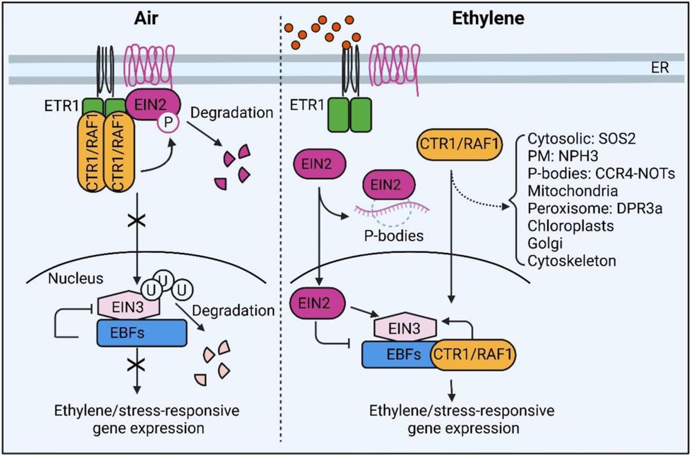 Fig. 1.Model of ethylene signaling and CTR1/RAF1 functions in the pathway. In the absence of ethylene, ETR1-activated CTR1 phosphorylates EIN2 directly, triggering its degradation and suppressing ethylene signaling. Simultaneously in the nucleus, EIN3 undergoes degradation through EBF1/2-mediated ubiquitination. Upon ethylene perception, both receptor function and CTR1 kinase activity are inhibited, enabling EIN2 cleavage at its C-terminus. This cleaved C-terminal fragment localizes to either processing bodies (P-bodies) or the nucleus, where it leads to EIN3 activation. At the ER, CTR1, like EIN2, translocates into the nucleus where it stabilizes EIN3 via direct interaction with EBFs. Beyond its role in ethylene signaling, CTR1 can also associate with various cellular compartments via protein–protein interactions, participating in diverse signaling pathways. Created in BioRender. 