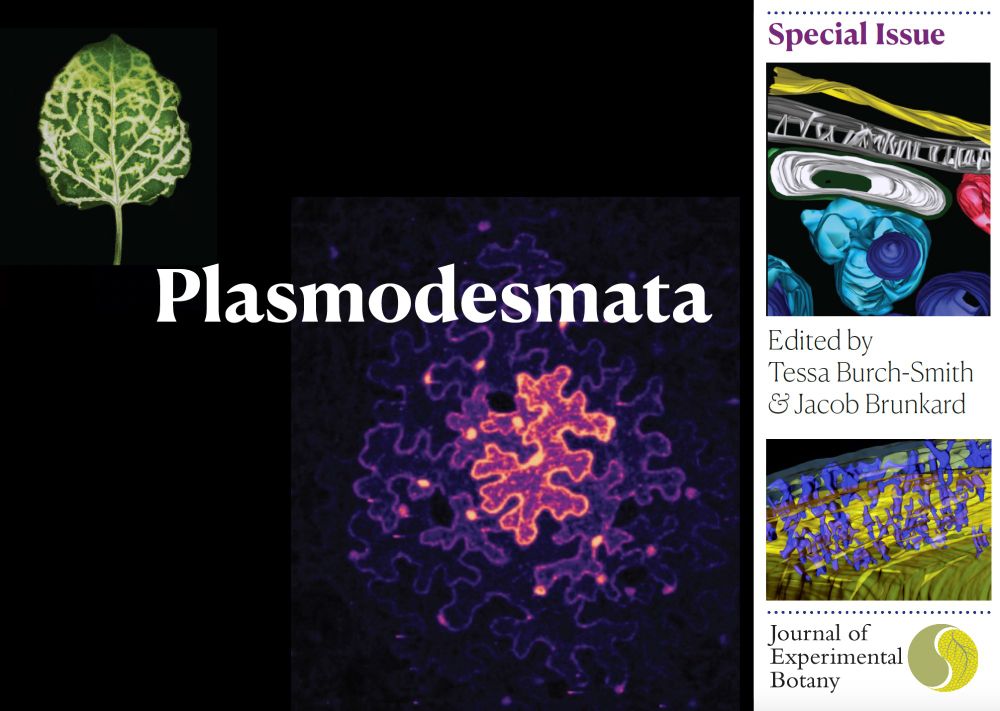Front cover of a postcard to promote an upcoming special issue of the Journal of Experimental Botany titled "Plasmodesmata". The issue will be edited by Tessa Burch-Smith and Jacob Brunkard. The images show the following. Above: silencing signals move out from veins through plasmodesmata in a Nicotiana benthamiana leaf (Jacob Brunkard); Centre: fluorescent Protein moves from a central transformed cell to neighbors through plasmodesmata (Jacob Brunkard); Far right: electronic microscopy reveals nanoscopic structure of plasmodesmata, shown in gray (top) or blue (bottom) (Tessa Burch-Smith; Tina Schreier).