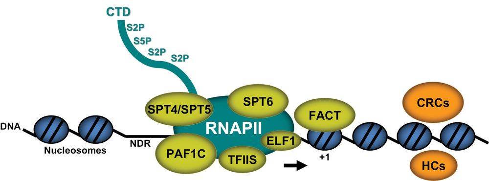 Fig. 1. (shortened): RNAPII transcriptional elongation through chromatin. The schematic representation depicts an RNAPII elongation complex shortly after transcriptional initiation just downstream of the transcriptional start site (TSS), approaching a +1 nucleosome. The C-terminal domain (CTD) of elongating RNAPII (cyan symbol) typically is phosphorylated at specific serine residues within its heptapeptide repeats (i.e. S2P and S5P) (Jeronimo et al., 2016; Harlen and Churchman, 2017). RNAPII associates with various, functionally distinct TEFs (yellow symbols), forming the transcript elongation complex (Obermeyer et al., 2024), to assist passage through nucleosomes (blue symbols), as nucleosomes represent obstacles to elongation (arrow indicates direction of transcription). See the paper for the full figure legend.