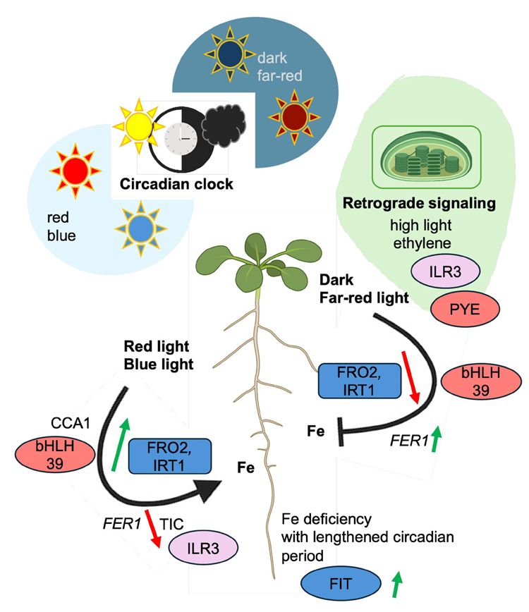Light-dependent regulation of iron homeostasis