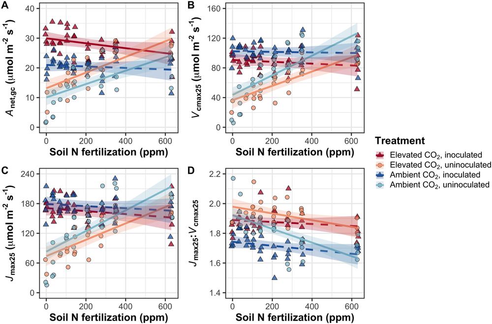 Fig. 2 (shortened, full legend in paper): Effects of CO2 concentration, inoculation, and nitrogen fertilization on leaf photosynthetic traits. The effects on net photosynthesis measured under growth CO2 concentration (A), the apparent maximum rate of Rubisco carboxylation at 25 °C (B), the apparent maximum rate of electron transport for RuBP regeneration at 25 °C (C), and the ratio of the apparent maximum rate of electron transport for RuBP regeneration to the apparent maximum rate of Rubisco carboxylation (D) are shown. Nitrogen fertilization is on the x-axis in all panels. Red shaded points and trendlines indicate plants grown under elevated CO2, while blue shaded points and trendlines indicate plants grown under ambient CO2. Light blue and light red circular points and trendlines indicate measurements collected from uninoculated plants, while dark blue and dark red triangular points indicate measurements collected from inoculated plants. 