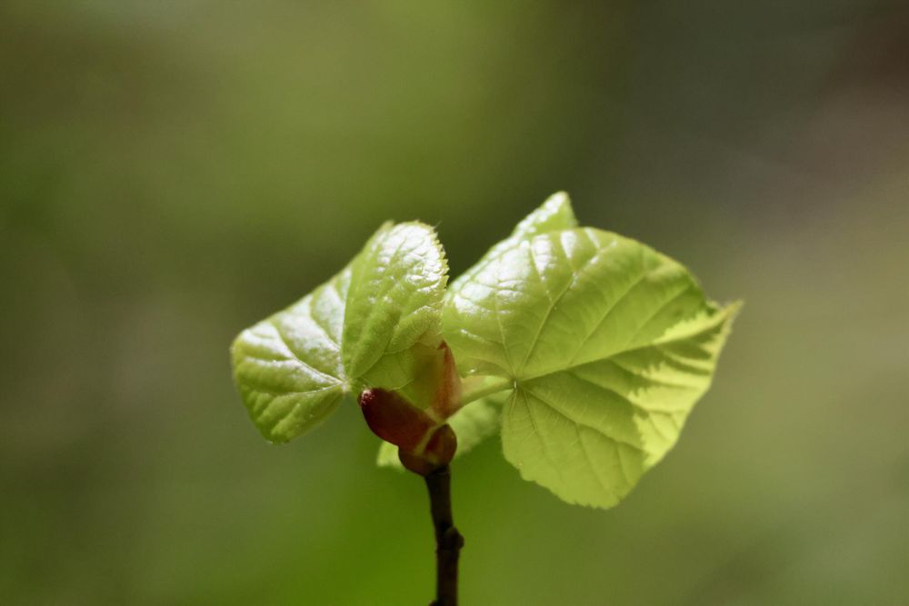 Emerging leaves of a lime (Tilia) tree. The leaves are a fresh and vibrant green and the reddish-brown buds are also visible. 