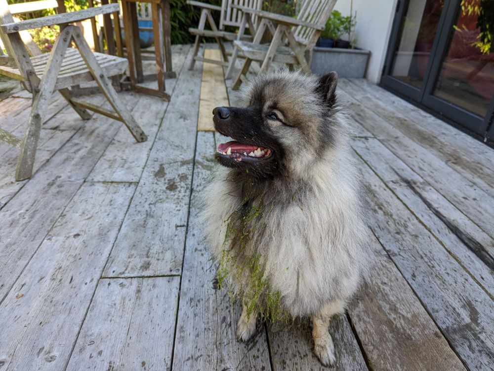 A keeshond with algae in his beard