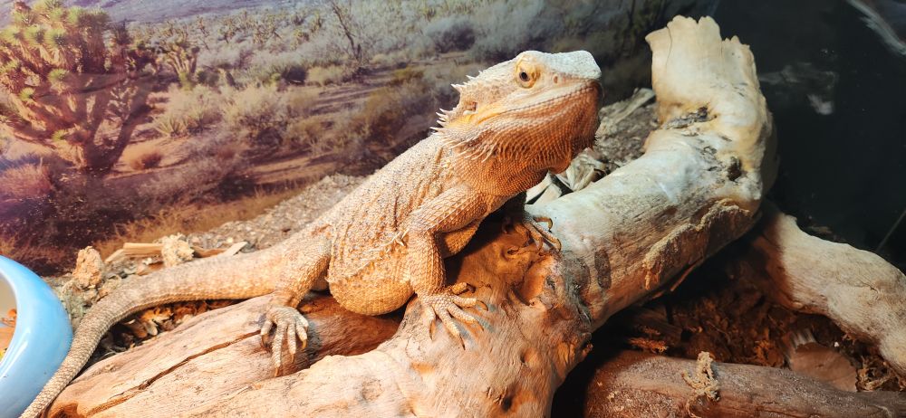 Dwight the Beardie