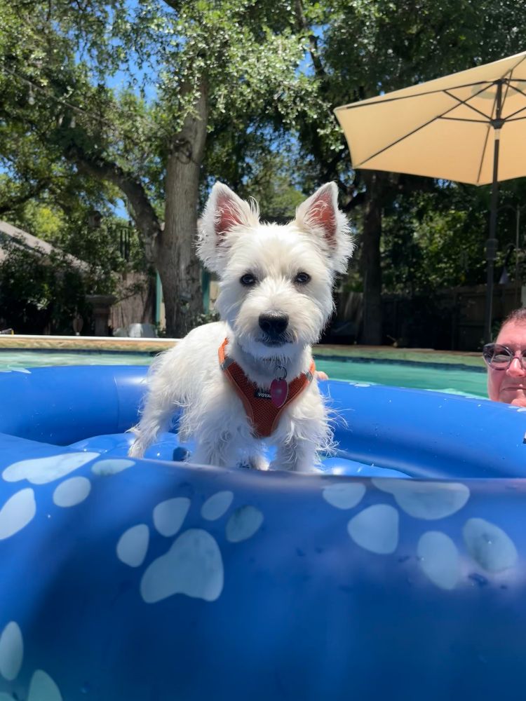 White dog on a pool float