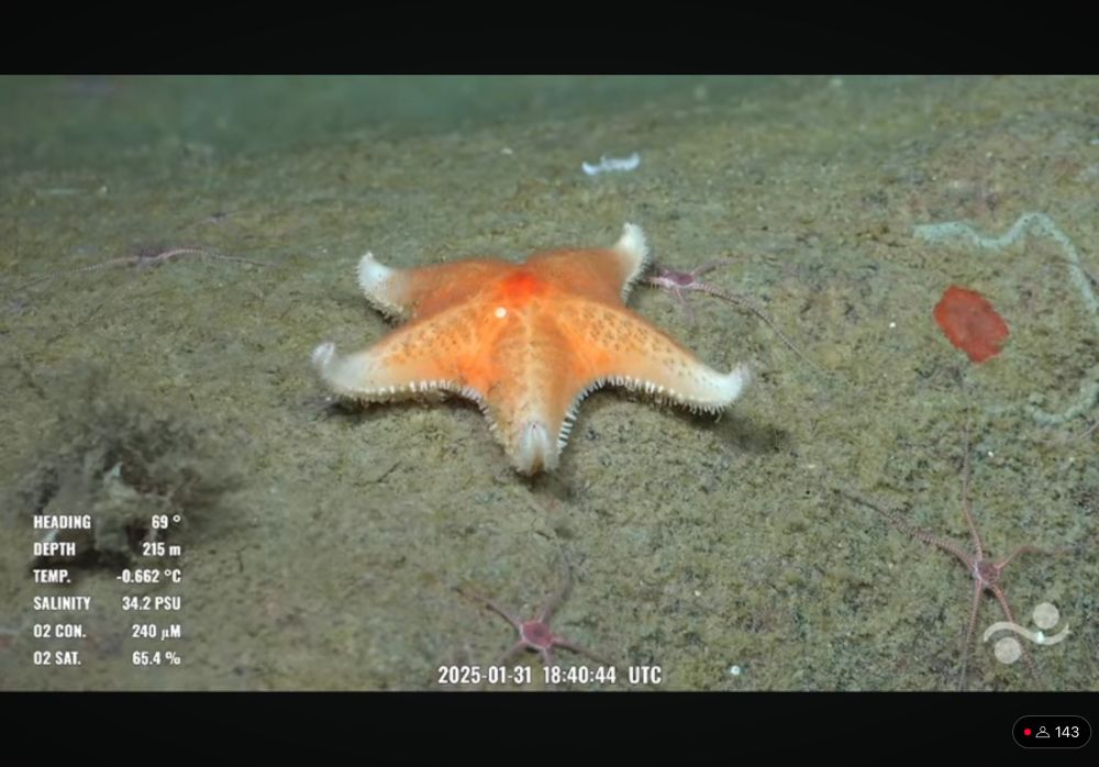 There is a sea star sitting on top of a sediment covered rock. The sea star has a bright orange spot in the center fading out to lighter orange and then white tips to its five arms.