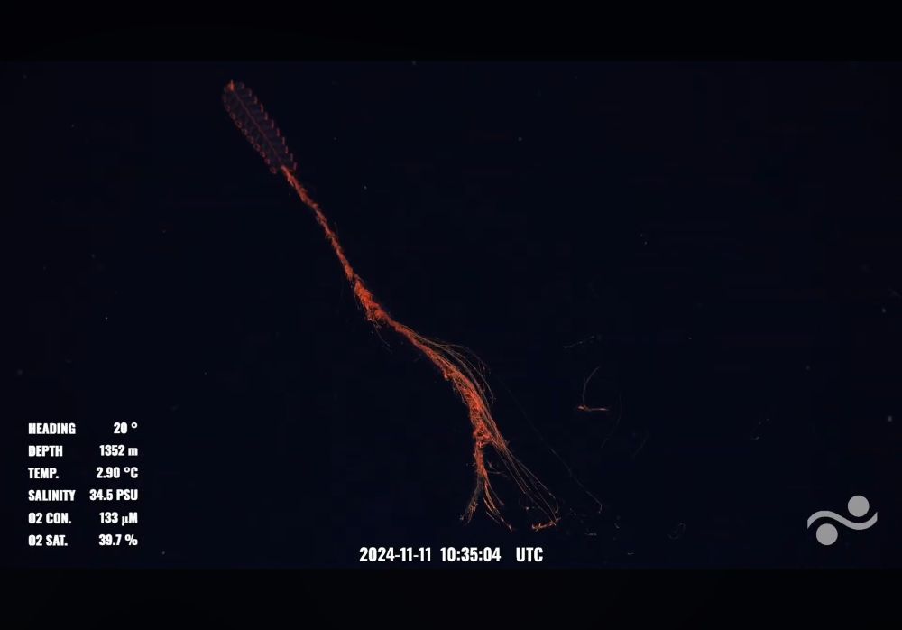 A red colonial animal known as a siphonophore. There is a section of red swimming bells in the upper left corner. Coming off of it is a cluster of other individuals, many of which have left long trailing tentacles in the water. 