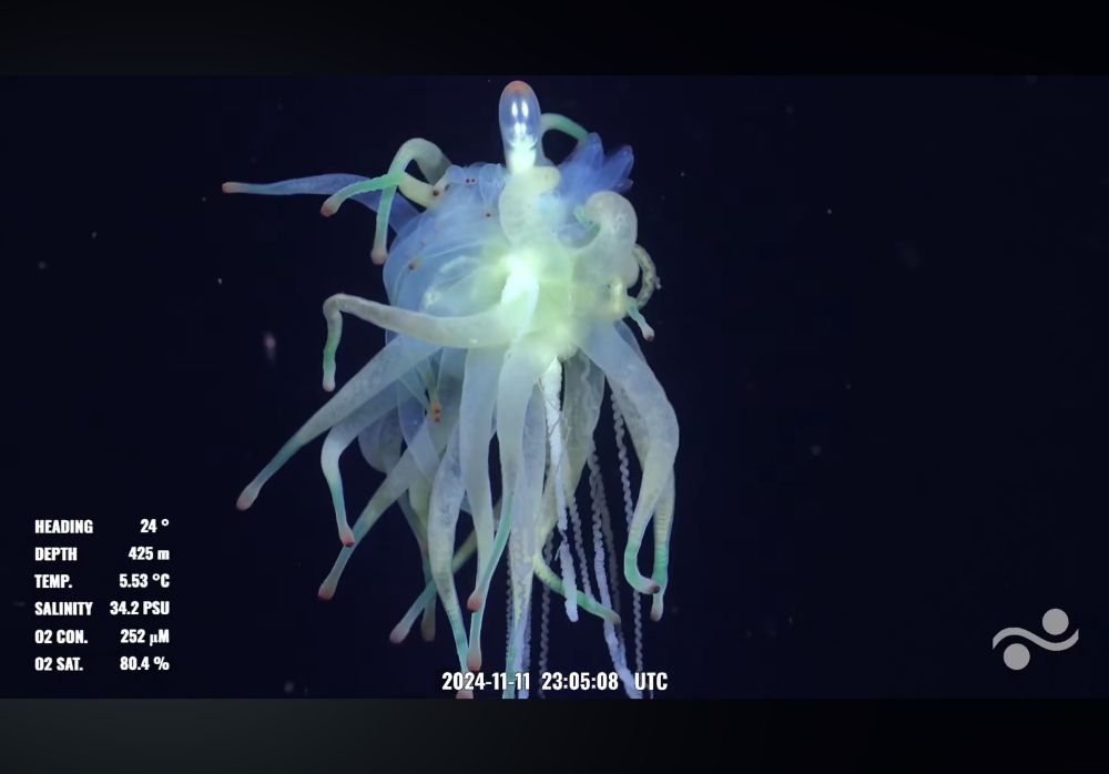 A colonial animal known as a siphonophore that looks like a mass of oblong balloons all tied in the center with what looks like some curly ribbon coming off of it. There is a shiny looking gas float at the top of the screen. Floating in the middle of the ocean, likely hunting. 
