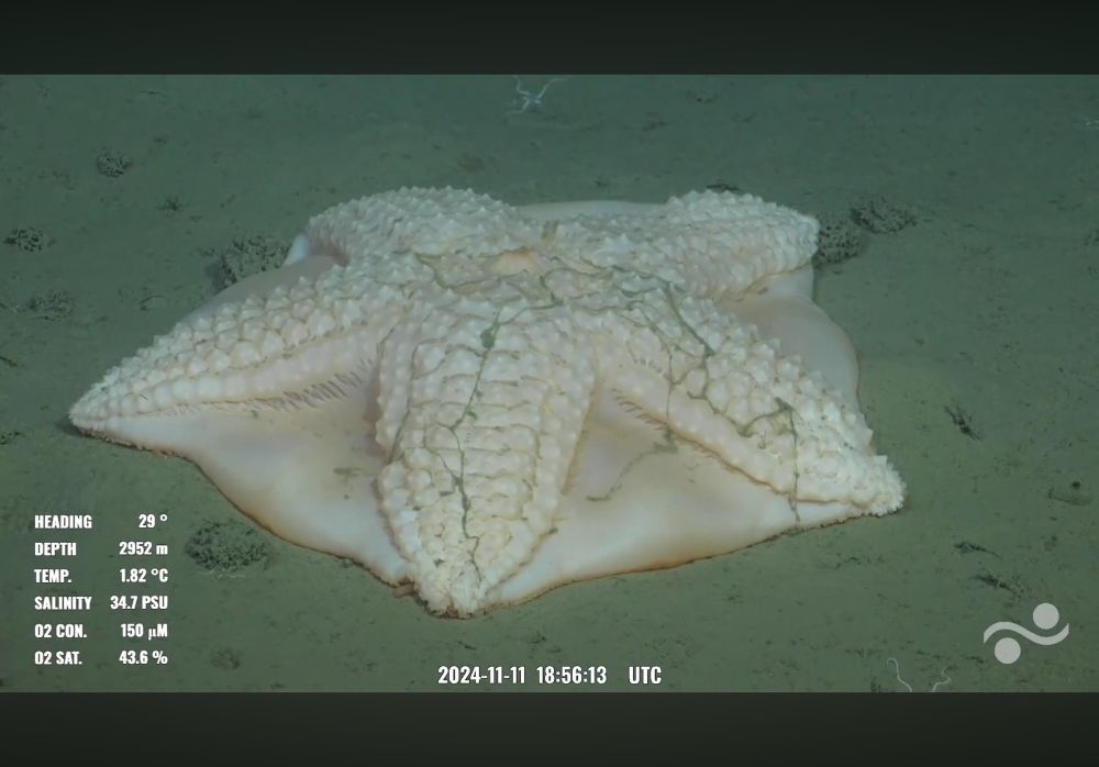A peach colored slime star sitting on the seafloor. The arms have a bumpy texture and the membrane between the arms is smooth.