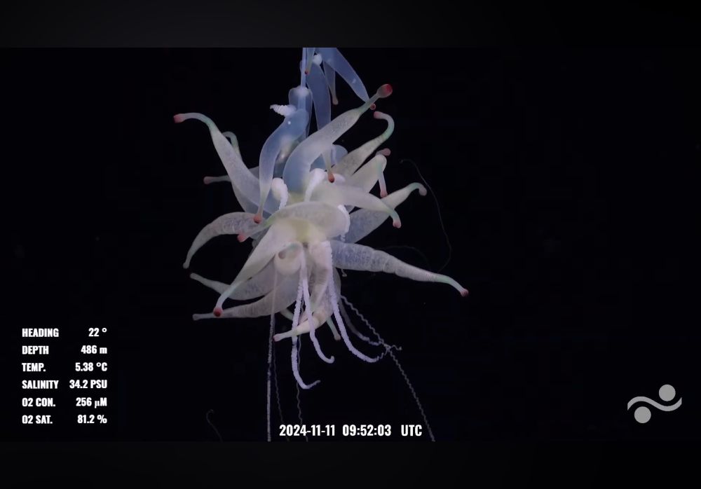 A colonial animal known as a siphonophore that looks like a mass of oblong balloons all tied in the center with what looks like some curly ribbon coming off of it. Floating in the middle of the ocean, likely hunting. 