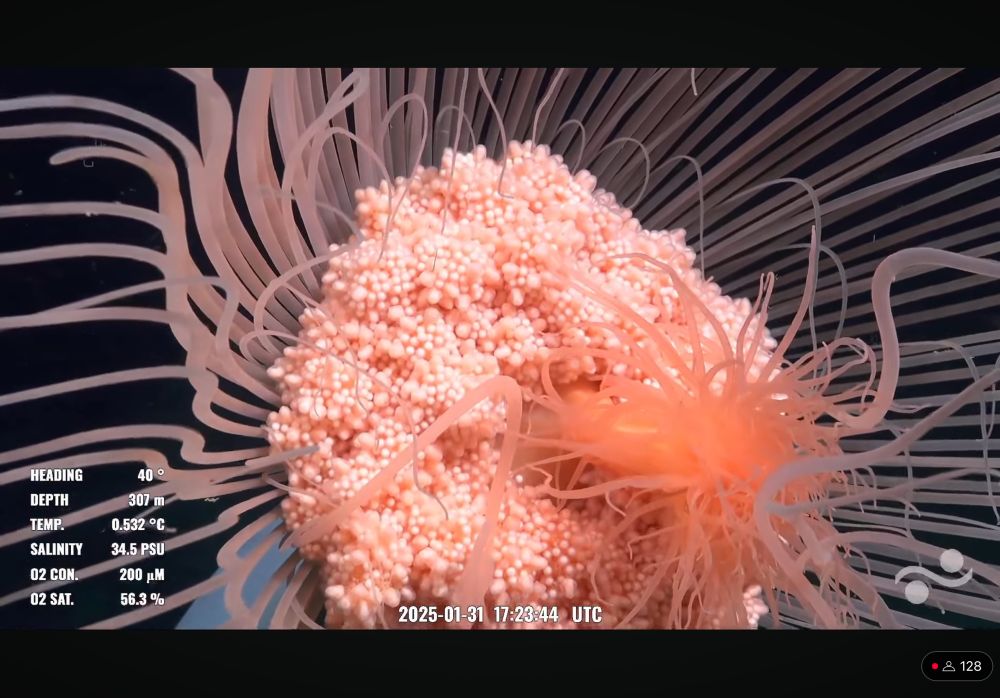 A closeup of a solitary hydroid rising from the sandy sea floor against a dark water backdrop. The stalk is white and leads up to an outer ring of tentacles that fan out from a central pink area. There is also an inner ring of tentacles