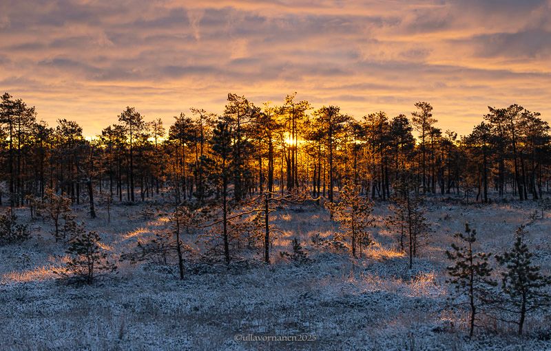 Aurinko nousee suomaisemassa mäntyjen takaa. Auringonsäteet piirtyvät lumisen suon pintaan.