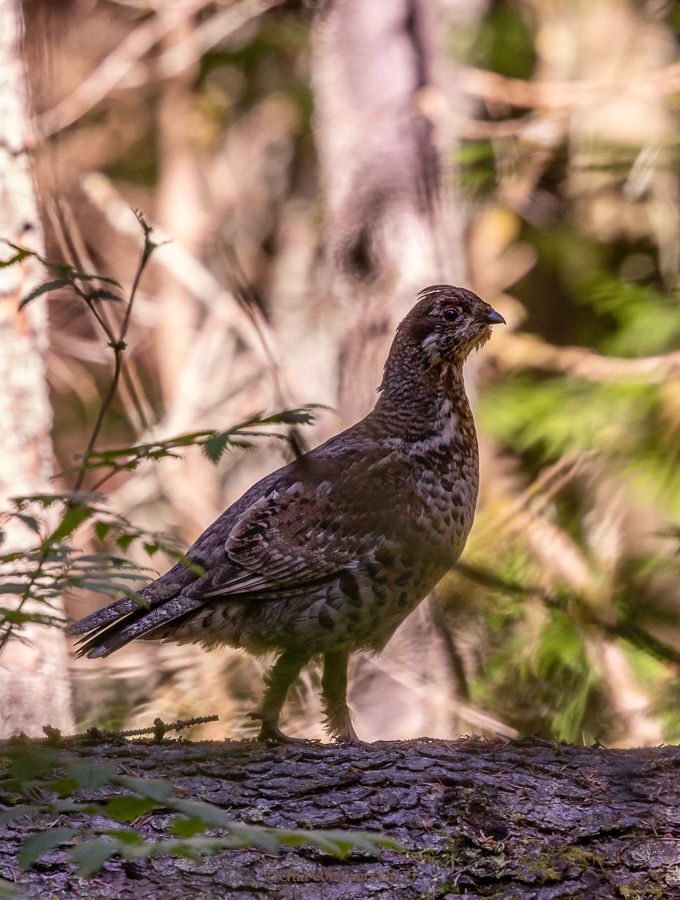 Pyy kävelee kaatuneen kuusen rungolla.