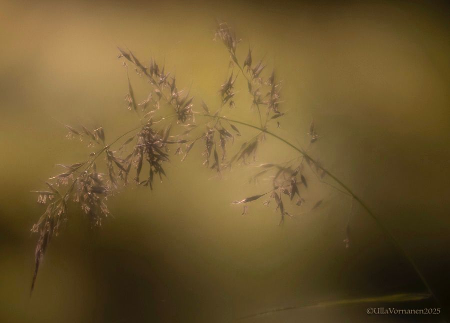 Alaspäin kaartuva heinä. Taustalla illan hiipuva valo.