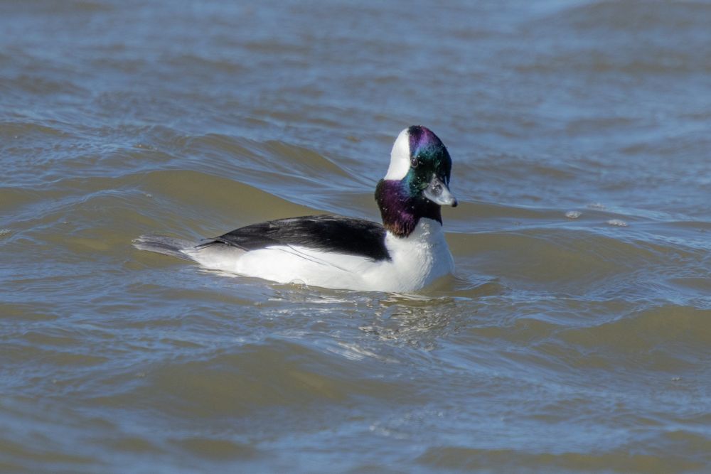 Make bufflehead duck at the lake floating around 