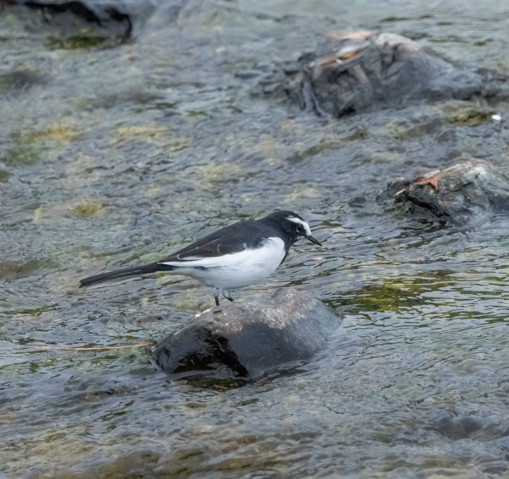 Japanese wagtail on rock in river