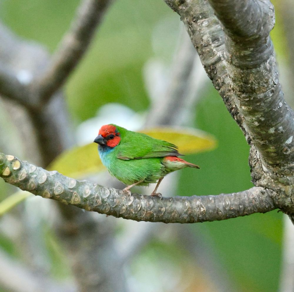 Fiji parrotfinch perch in a Frangipani tree