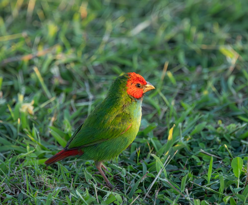 Adult Fiji Parrotfinch in grass