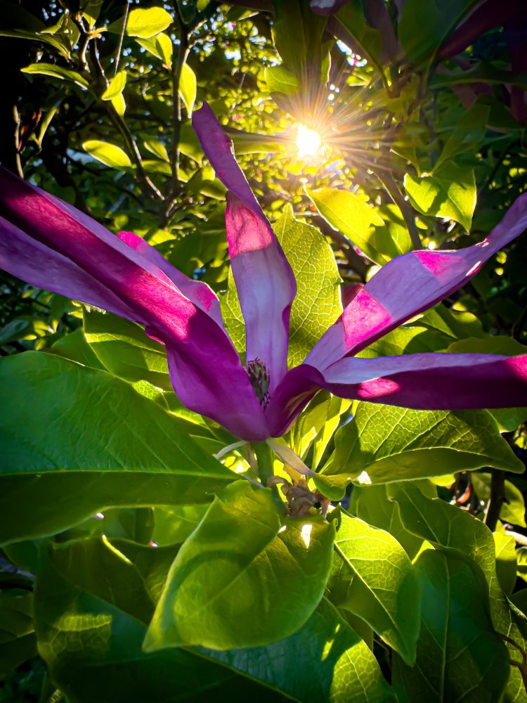 Close-up of a single purple flower of a star magnolia. In the background, the sun shines its rays through the leaves.