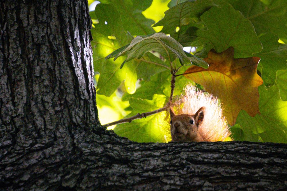 Das Bild zeigt ein Eichhörnchen, das hinter einem dicken Baumstamm hervorschaut. Der Stamm hat eine dunkle, rau strukturierte Rinde. Das Tier blickt direkt in Richtung Kamera, und sein buschiger Schwanz ist deutlich sichtbar und wird von Sonnenlicht angestrahlt, wodurch er rötlich-golden leuchtet.

Im Hintergrund befinden sich große, grüne Blätter, durch die Sonnenlicht fällt und ein lebendiges Spiel aus Licht und Schatten erzeugt. Die Szene wirkt ruhig und natürlich, mit einem starken Kontrast zwischen dem dunklen Baumstamm und dem hellen, warmen Laub.