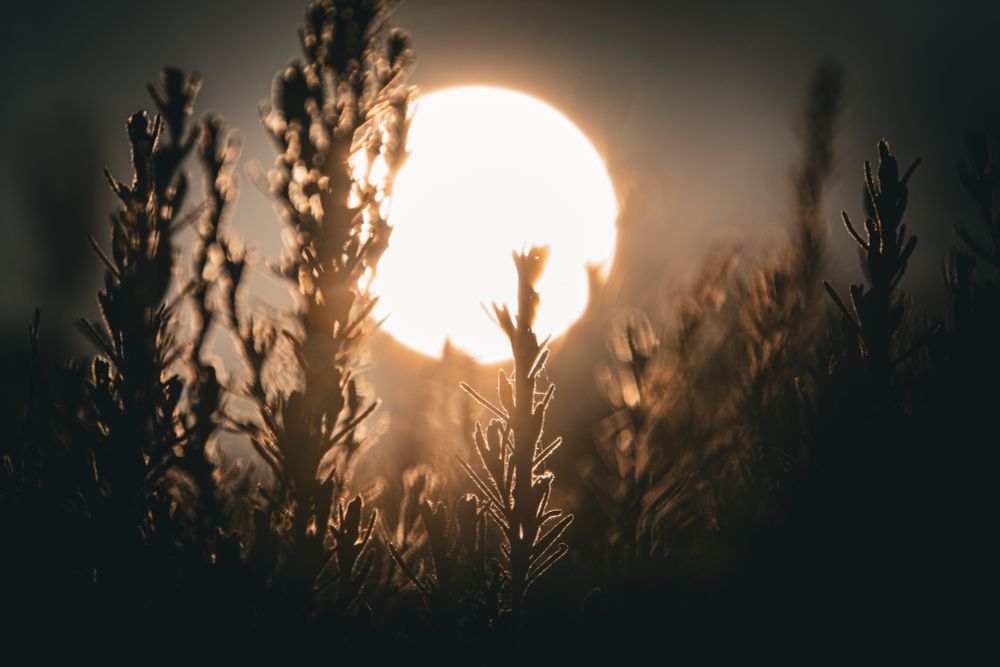 Das Bild zeigt eine stimmungsvolle, gegen das Licht aufgenommene Szene in der Natur. Im Vordergrund befinden sich unscharfe, dunkle Silhouetten von Pflanzen die vom Licht der untergehenden Sonne umrahmt werden. Die Sonne ist als sehr heller, diffuser Lichtkreis mittig im Hintergrund zu sehen und erzeugt einen dramatischen, warmen Gegenlichteffekt.