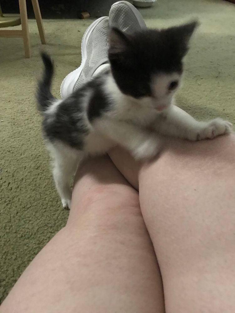 The outstretched legs of a person sitting on the floor. A kitten stands with one hind foot on one of those legs and the other foot on the floor while it pounces the person’s knee.