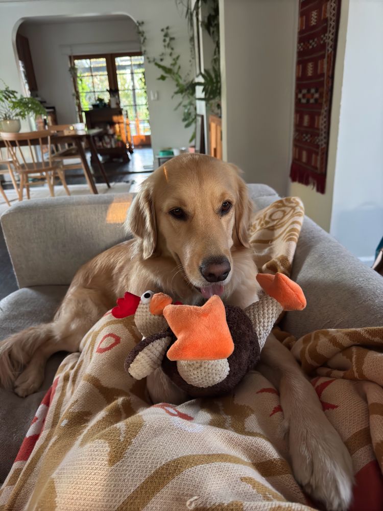 Roland, our beautiful handsome golden retriever with his chicken squeaker. The best boy.