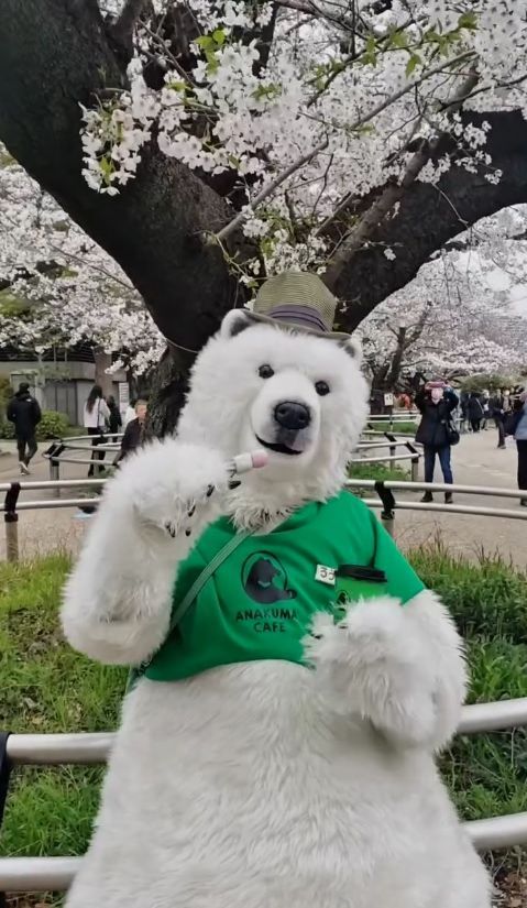 The polar bear from Anakuma Cafe standing under a cherry blossom tree.