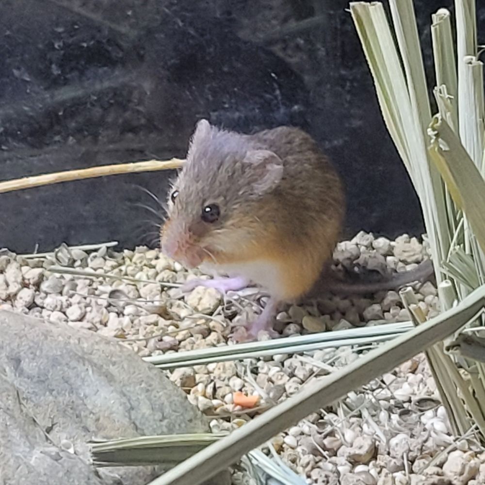 SNSでしか見たことのなかったカヤネズミ