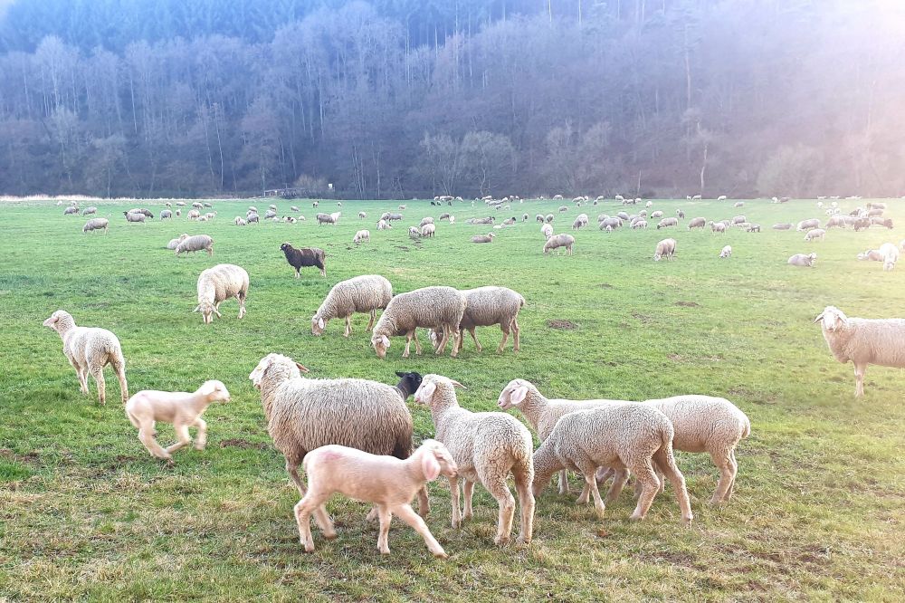 Eine große Schafherde mit vielen Lämmern und vereinzelt schwarzen Schafen verteilt sich in einem Tal auf einer riesigen Weidefläche. Im Hintergrund Wald.