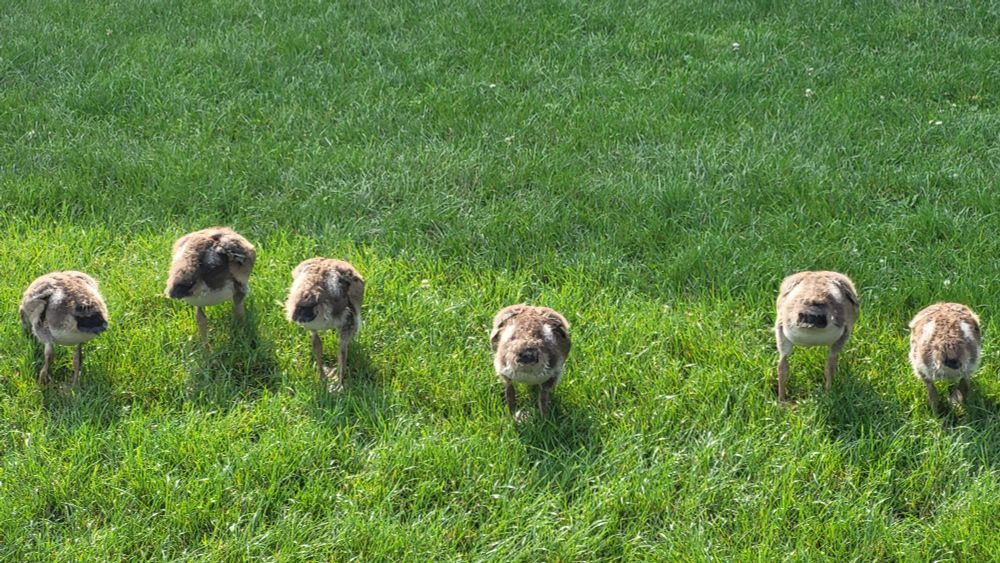 Querformat.Sechs Gänsekükenpopos in Reihe auf einer grünen Wiese.