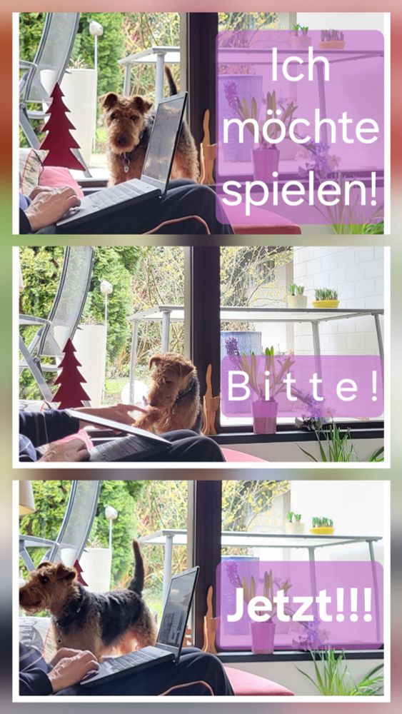 Eine Collage aus 3 fast identischen Bildern untereinander.
1. Kleiner Hund schaut zum Laptop auf Herrchens Schoß, rechts daneben steht "Ich möchte spielen!"
2. Kleiner Hund klappt mit dem Pfötchen den Deckel des Laptops fast zu, rechts daneben steht "Bitte!"
3. Kleiner Hund schaut fordernd Richtung Herrchen, der weiter am Laptop tippt, rechts daneben steht in fetter Schrift "Jetzt!!!"