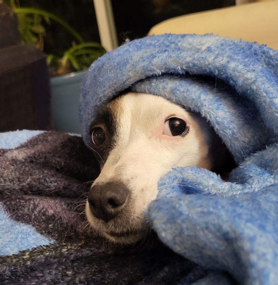 Bella, a mostly white terrier with a large black spot over one eye is snuggled under a fuzzy blue blanket on a beige couch. We can only see her nose and eyes. 