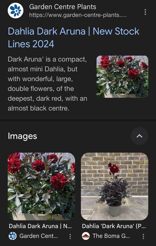 Screenshot of the same variation of dahlia, the Dark Aruna. 