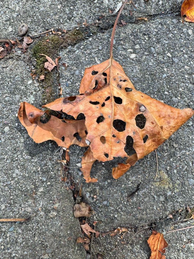 A holey leaf