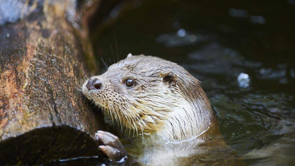 De otter die eind vorig jaar in de duinen tussen Wassenaar en Scheveningen opdook, is gebleven. En dat niet alleen: er is ook een mannetje, én een jong. Een primeur, want de otter vestigde zich nooit eerder in een Nederlands duingebied.