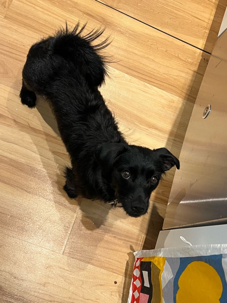 Black dachshund mix