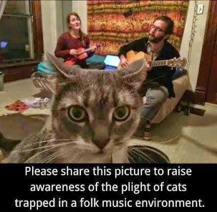 Please share this picture to raise awareness of the plight of cats trapped in a folk music environment.