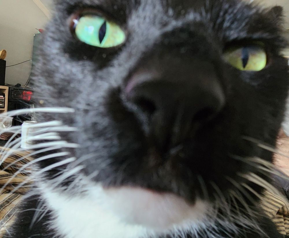 Extreme closeup photo of a Felix cat with green eyes