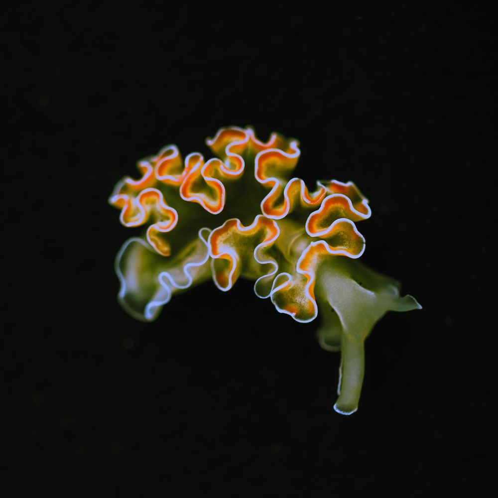 A photo of a sea slug, known commonly as the lettuce sea slug due to their appearance. Elysia crispata, featured on a black background with a green body and white, red, and orange frills that resemble lettuce. 